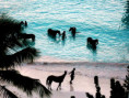 /album/fotky-barbados/barbados-jamajkanita-26-jpg/